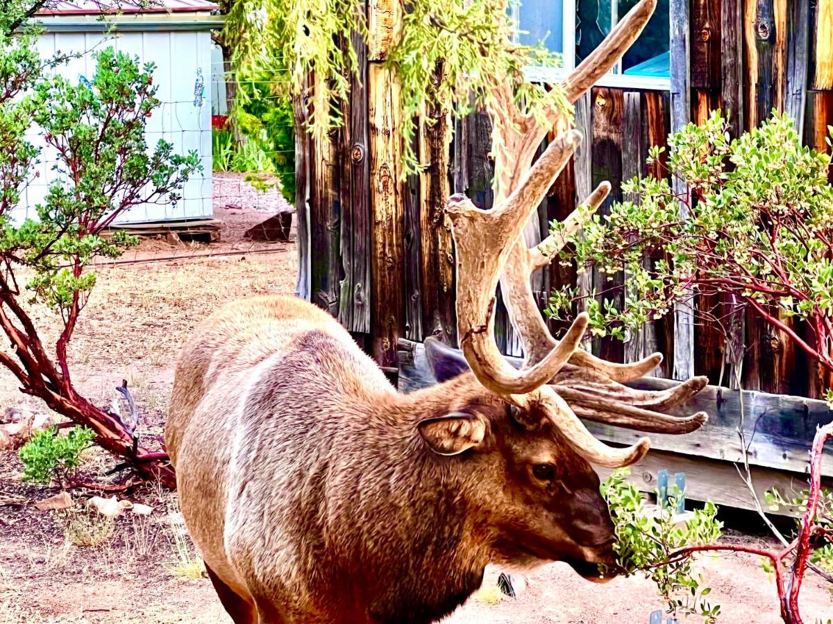 Hidden Gem Retreat In The Heart Of Payson Βίλα Εξωτερικό φωτογραφία